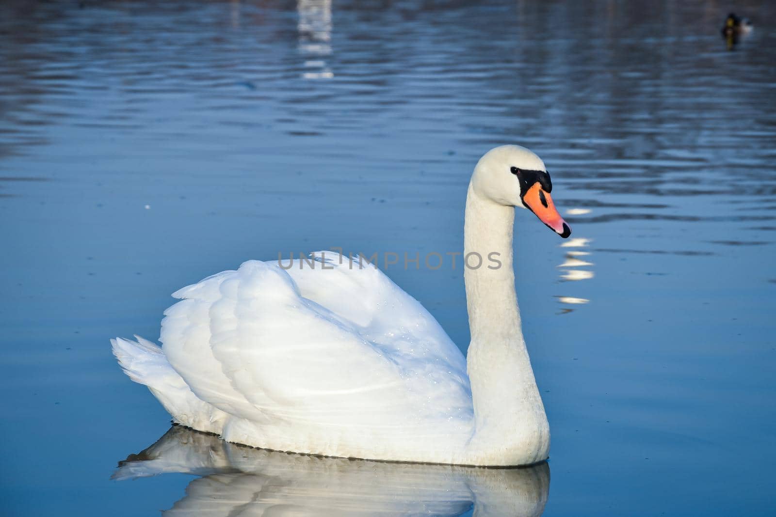 An eye-level shot of a single beautiful white swan floating on a calm water surface