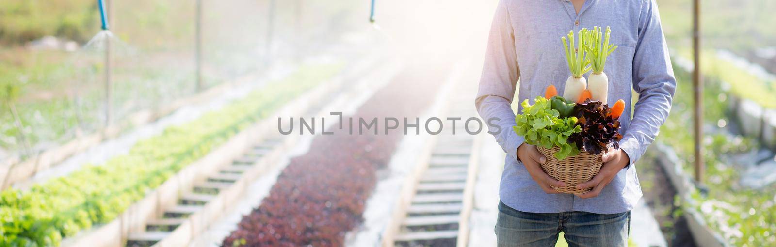 Portrait young asian man harvest and picking up fresh organic vegetable garden in basket in the hydroponic farm, agriculture and cultivation for healthy food and business concept, banner website.