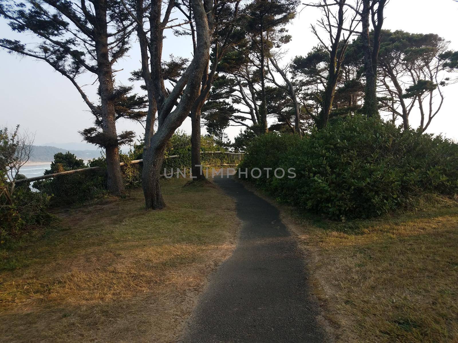asphalt trail and trees with water on Oregon coast by stockphotofan1