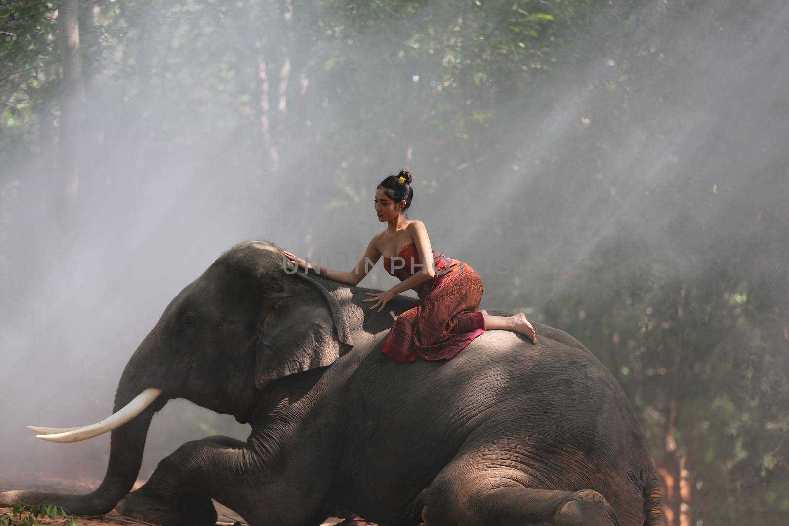 Thailand Countryside; Silhouette elephant on the background of sunset, elephant Thai in Surin Thailand. by chuanchai