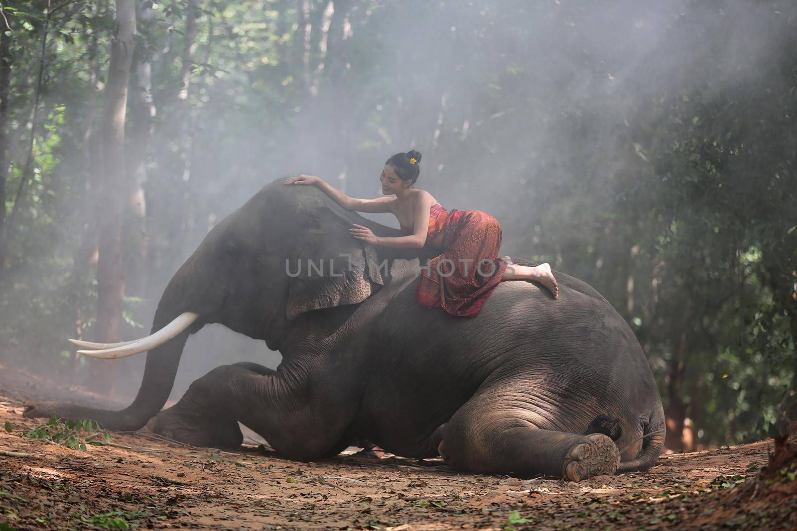 Thailand Countryside; Silhouette elephant on the background of sunset, elephant Thai in Surin Thailand. by chuanchai