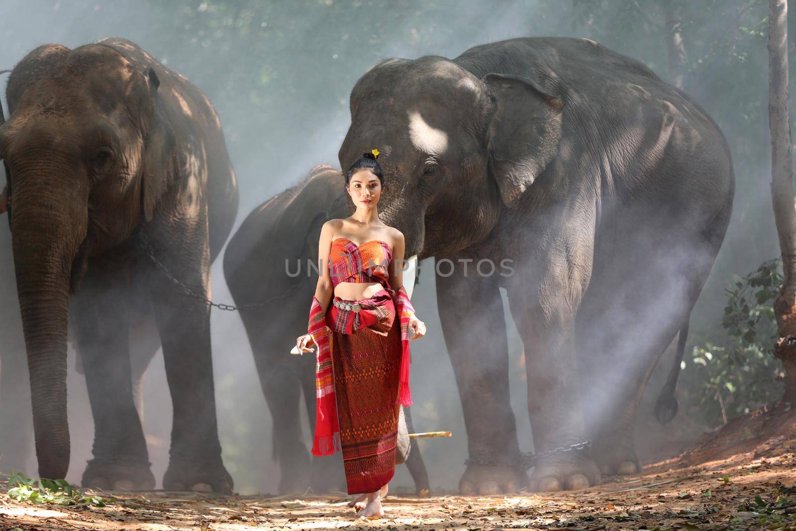 Thailand Countryside; Silhouette elephant on the background of sunset, elephant Thai in Surin Thailand. by chuanchai