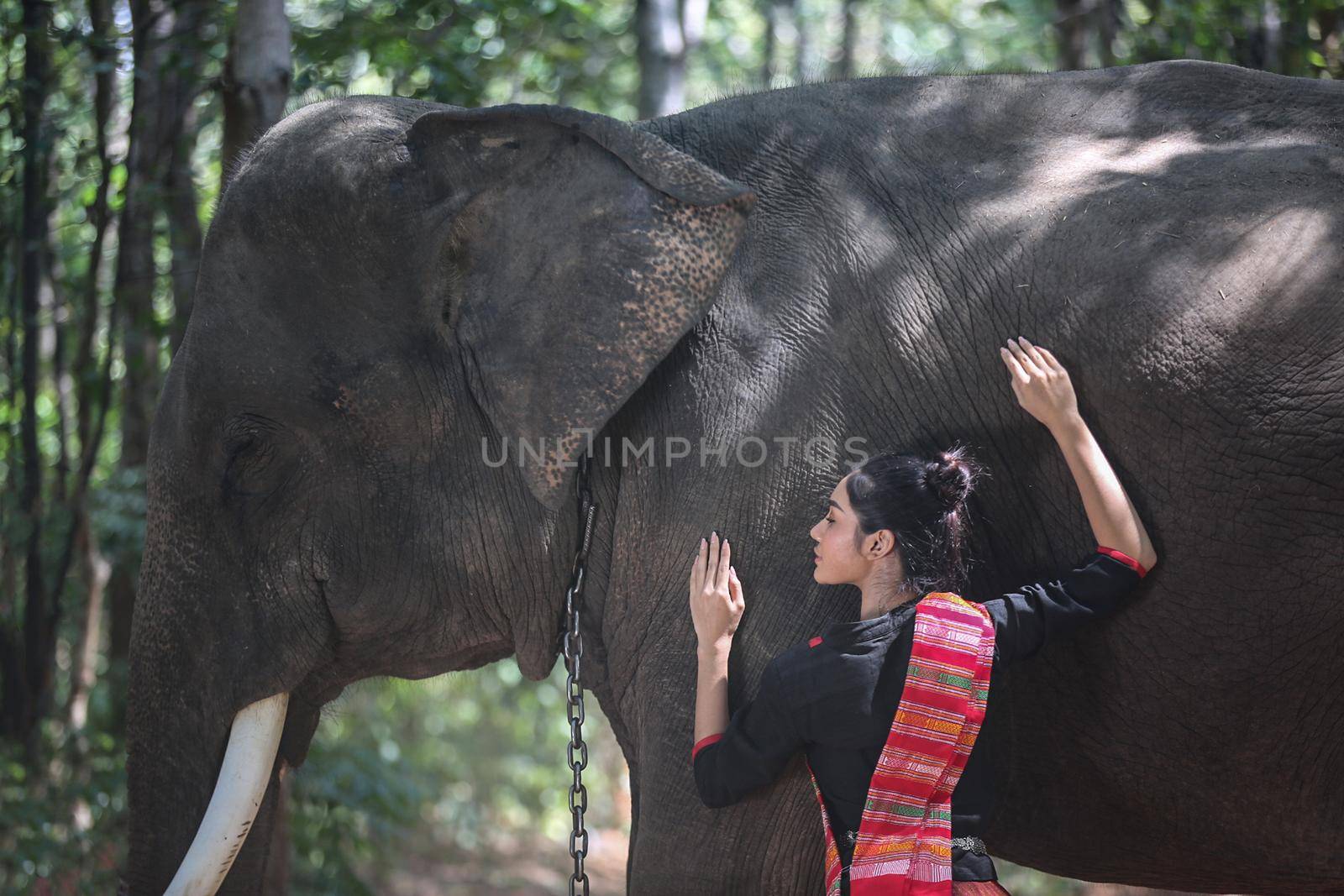 Thailand Countryside; Silhouette elephant on the background of sunset, elephant Thai in Surin Thailand. by chuanchai