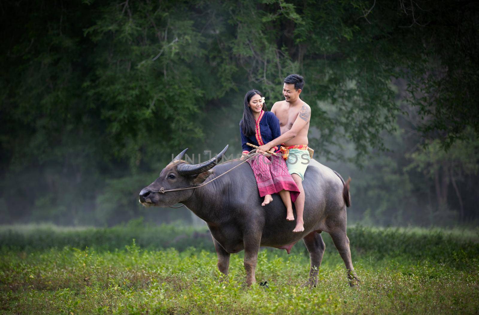 Men and women sitting by tree and buffalo in rural fields by chuanchai