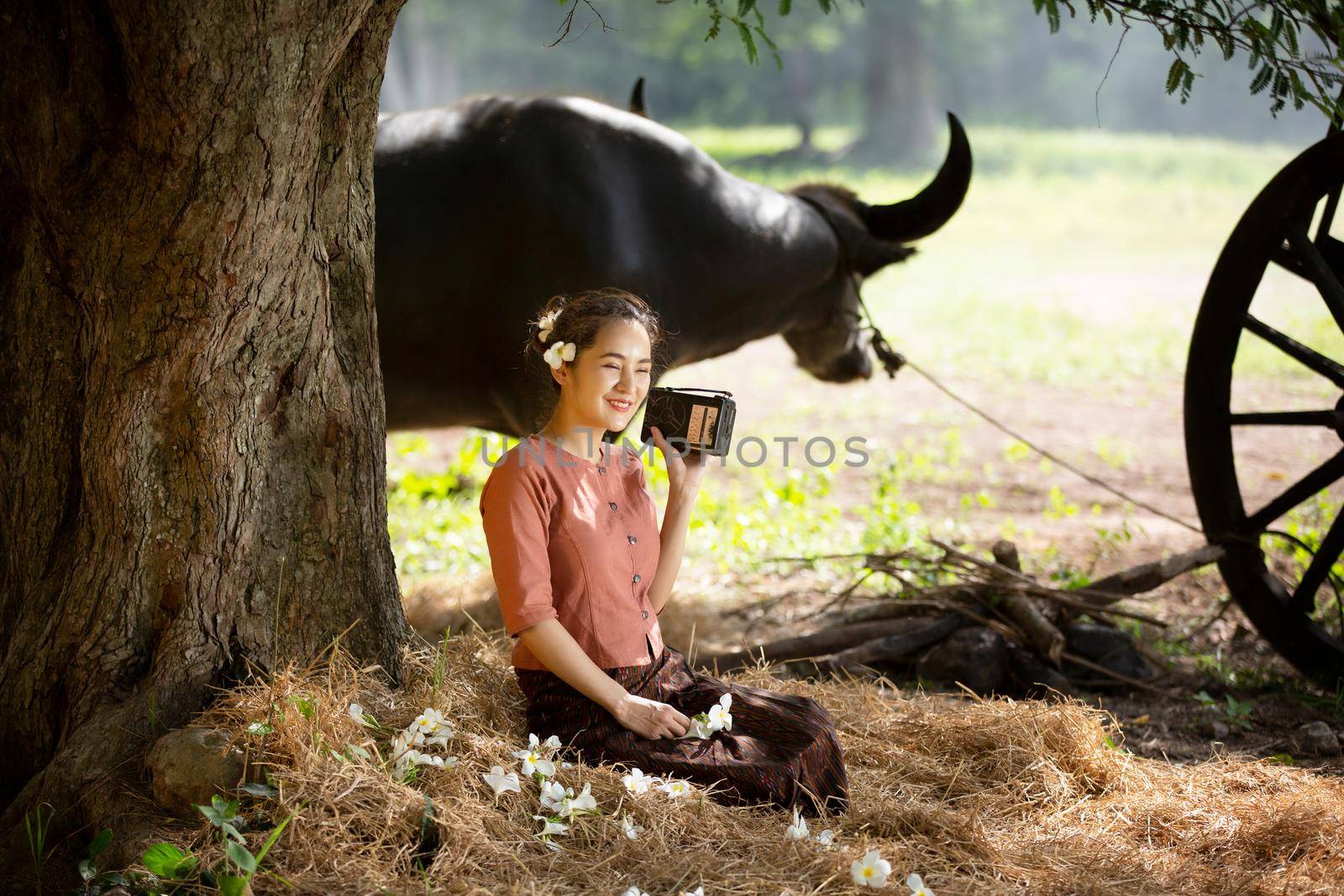 portrait of beautiful Asian woman and buffalo in field at farmland. by chuanchai