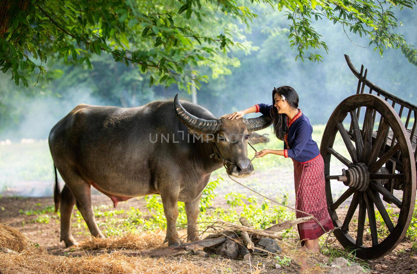 portrait of beautiful Asian woman and buffalo in field at farmland.