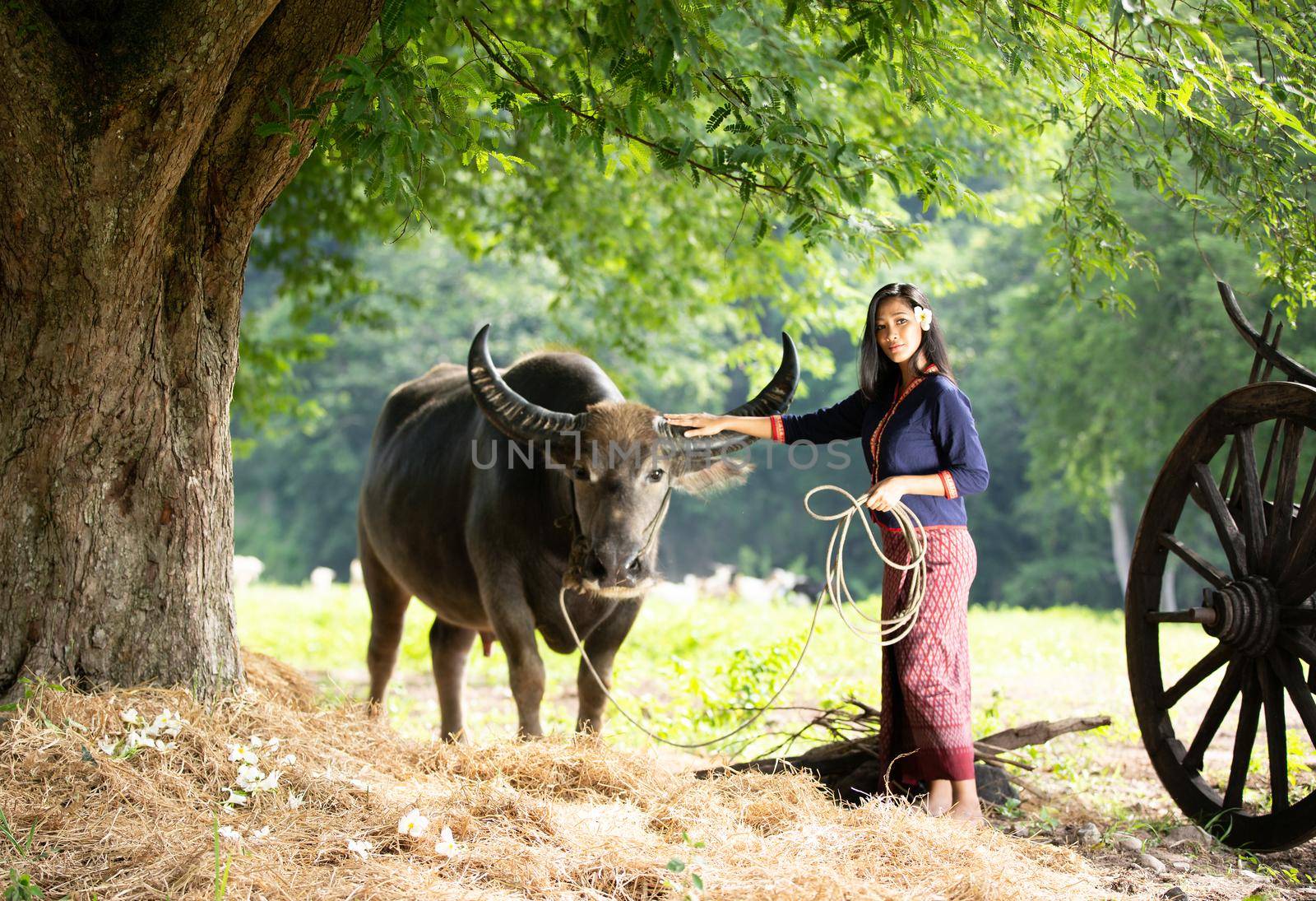 portrait of beautiful Asian woman and buffalo in field at farmland.