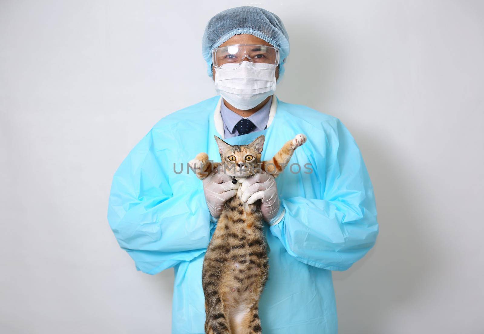 doctor holding cat for inject vaccine medicine into cat