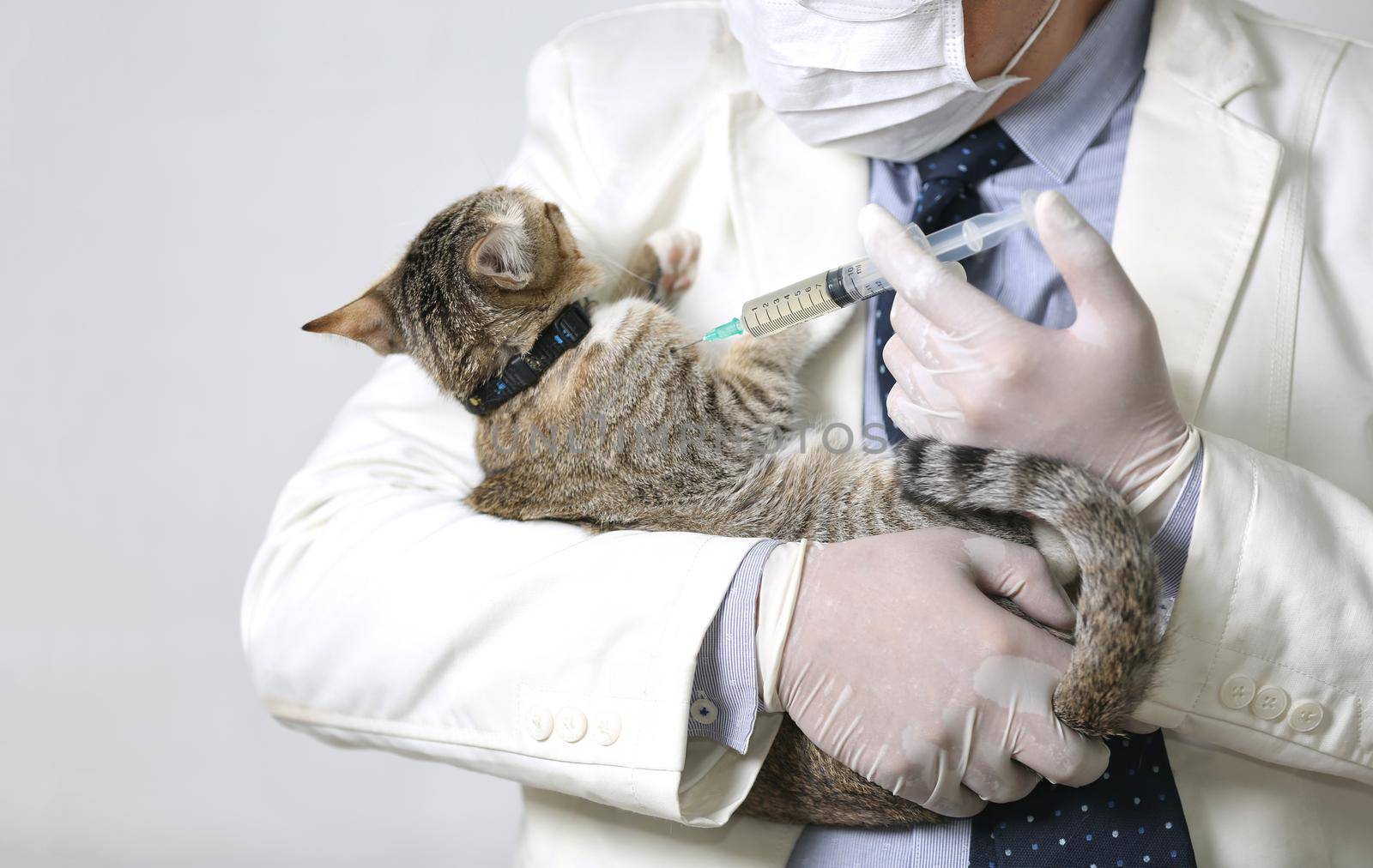 doctor holding cat and inject vaccine medicine into cat by chuanchai