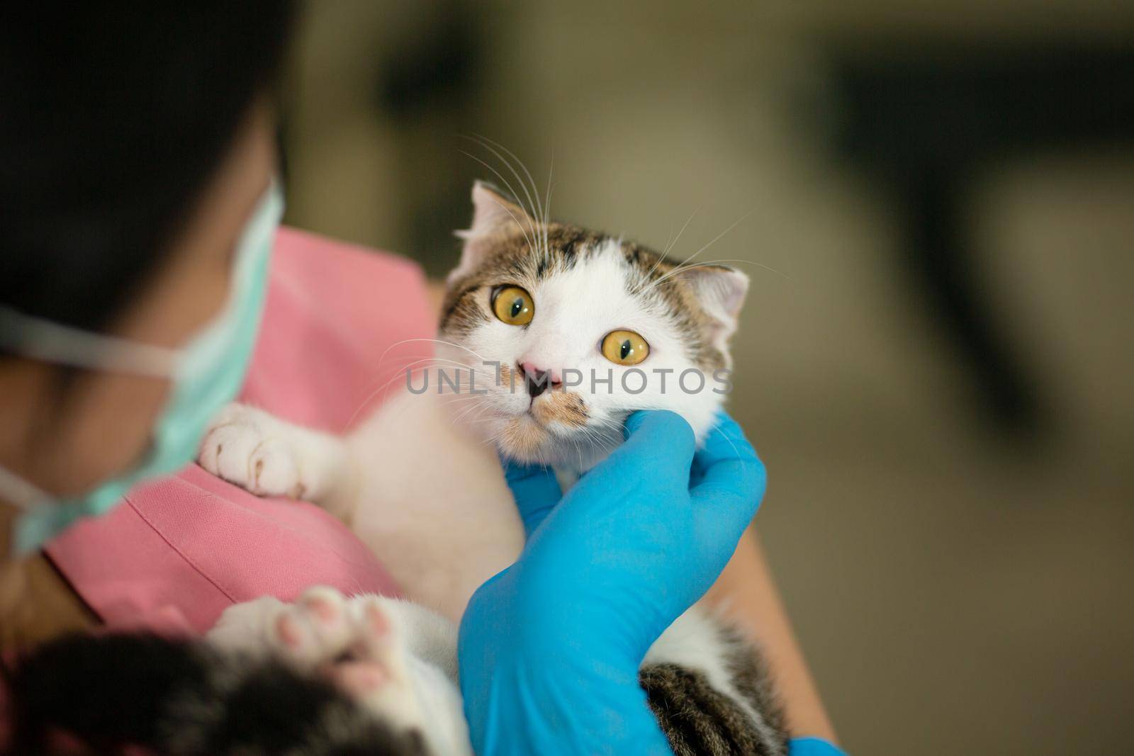 Doctor with pink suit holding cat on her arms at animal hospital