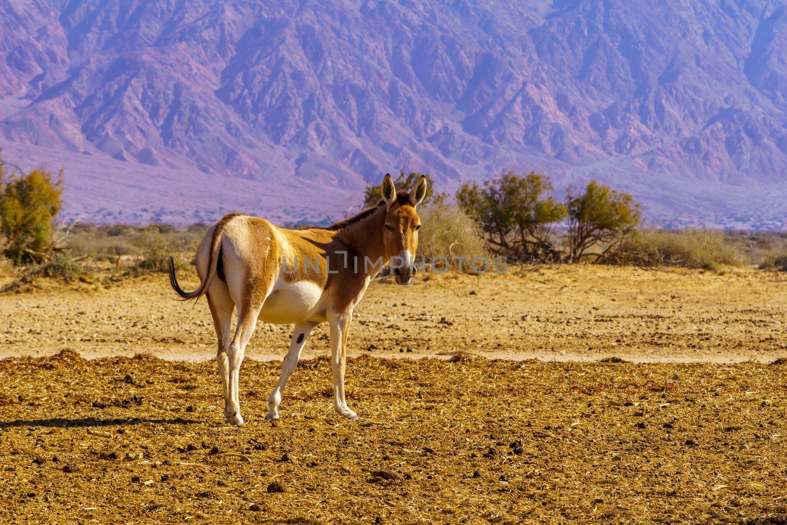 Onager in the Yotvata Hai-Bar Nature Reserve by RnDmS