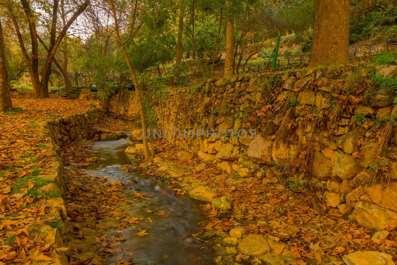 Kesalon Stream with trees, and foliage, En Hemed National Park by RnDmS