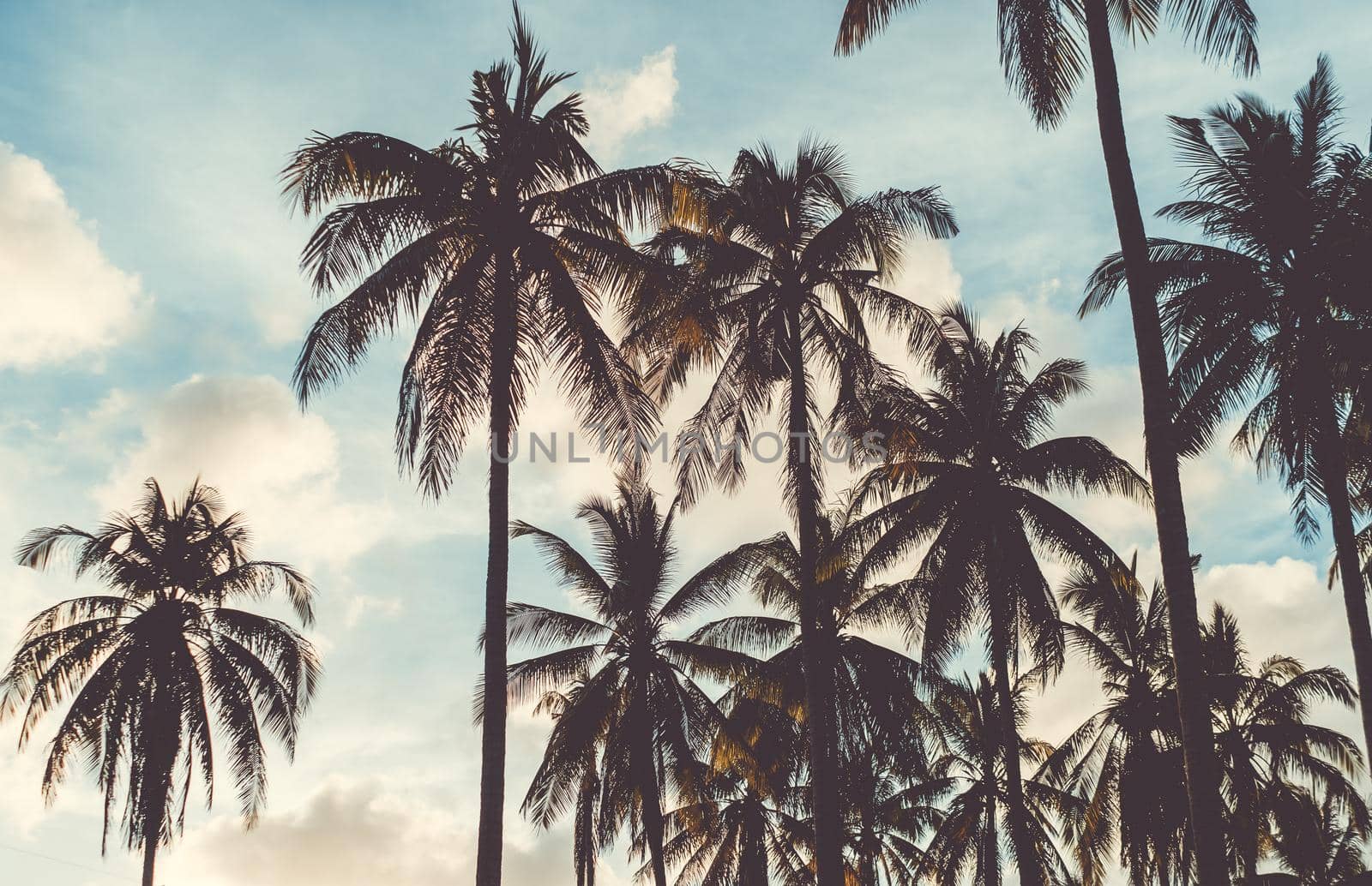 Tropical palm coconut trees on sunset sky flare and bokeh nature.