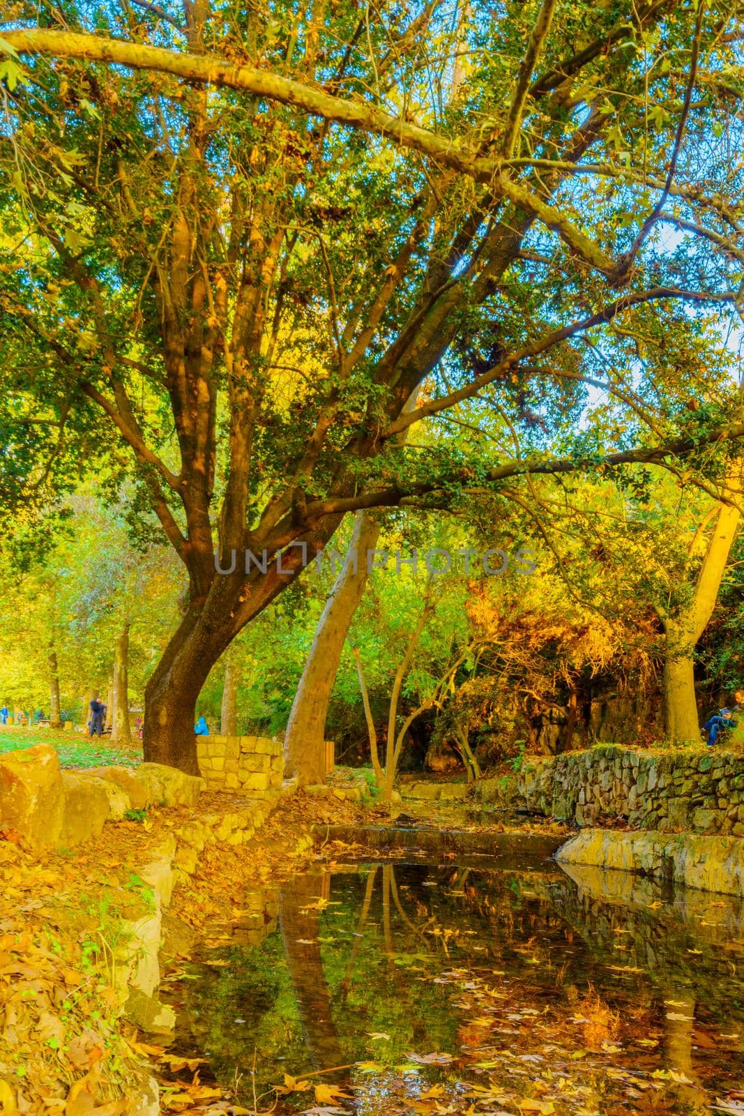 Kesalon Stream with trees, and foliage, En Hemed National Park by RnDmS