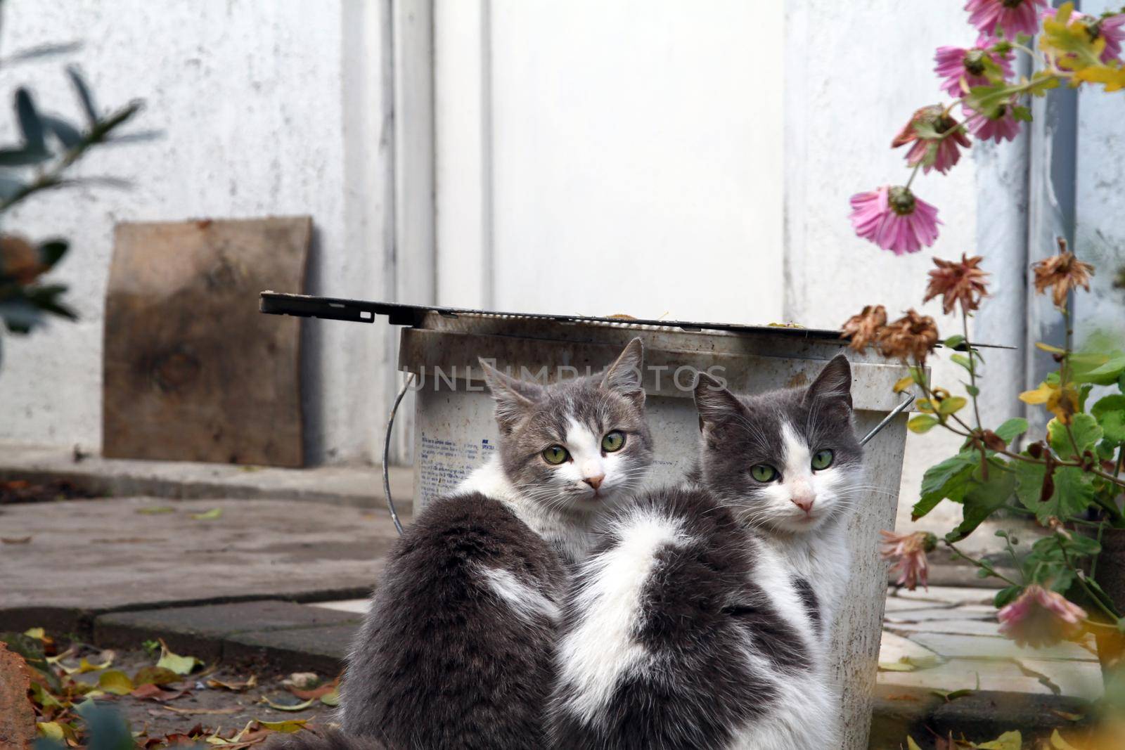 two cats look at the camera by alex_nako