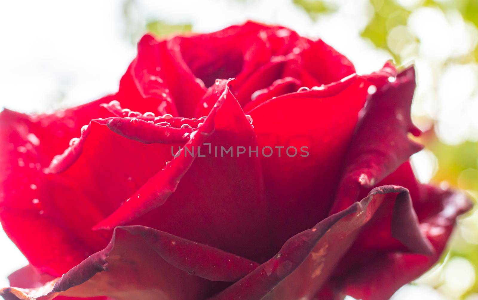 red rose in garden raindrops by alex_nako