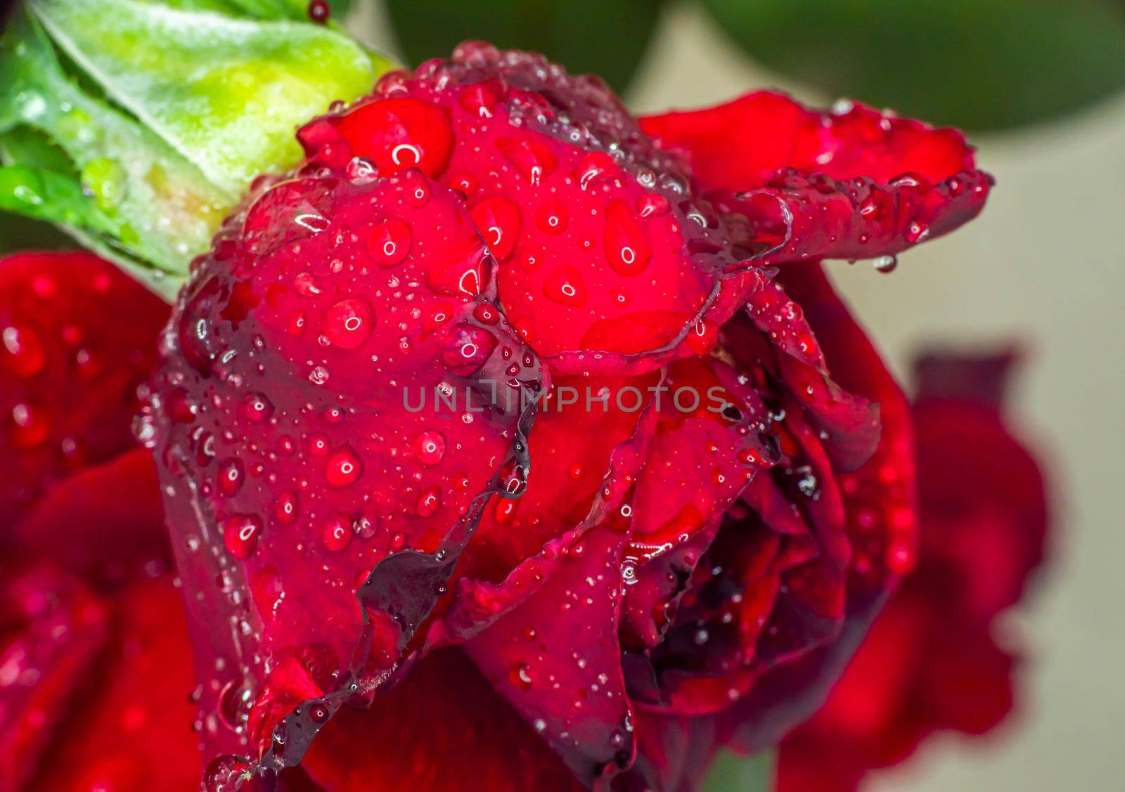 red rose in garden raindrops, close up macro