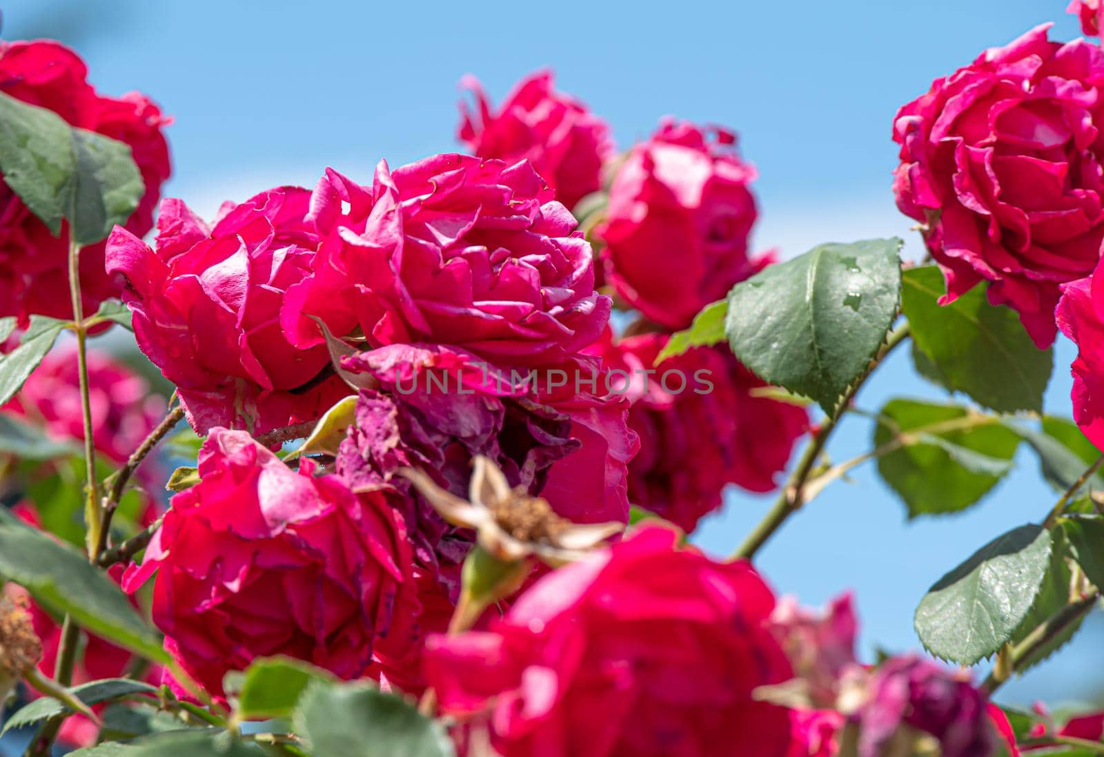 red rose in garden macro close up