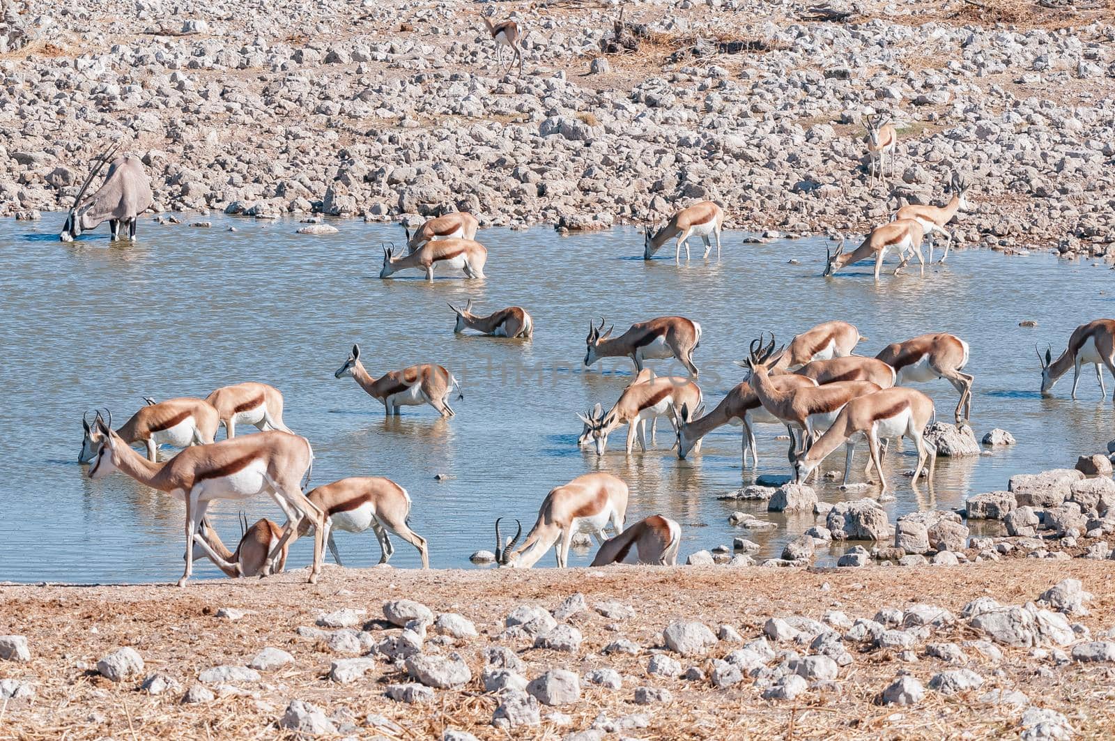 A herd of springbok, Antidorcas marsupialis, drinking inside a waterhole in northern Namibia