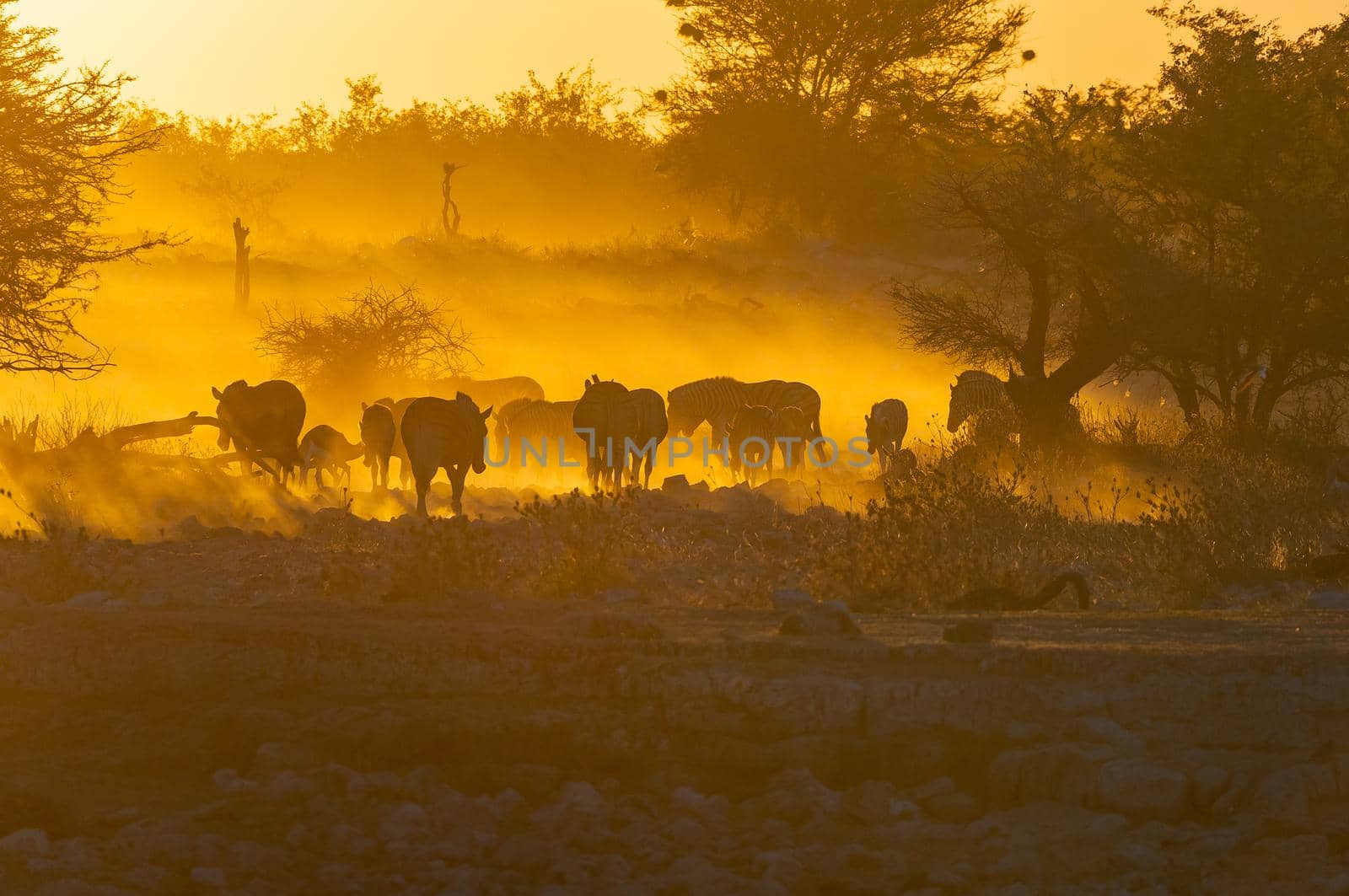 Silhouettes of Burchells zebras, Equus quagga burchellii, walking at sunset in northern Namibia