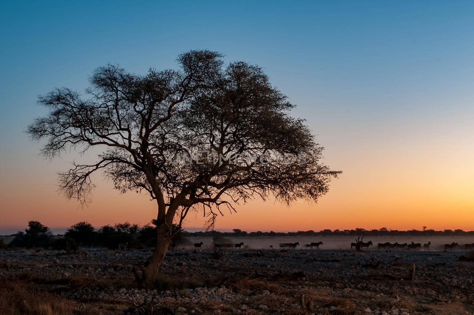 Silhouettes of Burchells walking past a large tree at sunset in northern Namibia