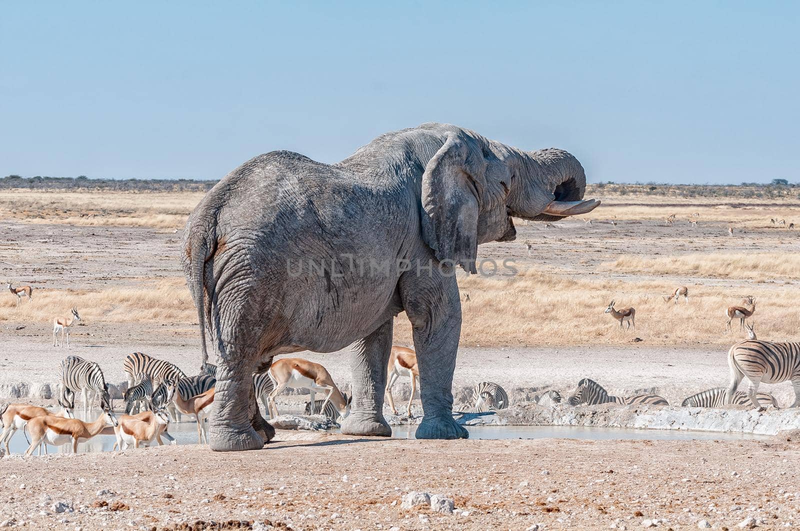 An african elephant drinking water at the Nebrownii waterhole in northern Namibia. Burchells zebras and springbok are visible