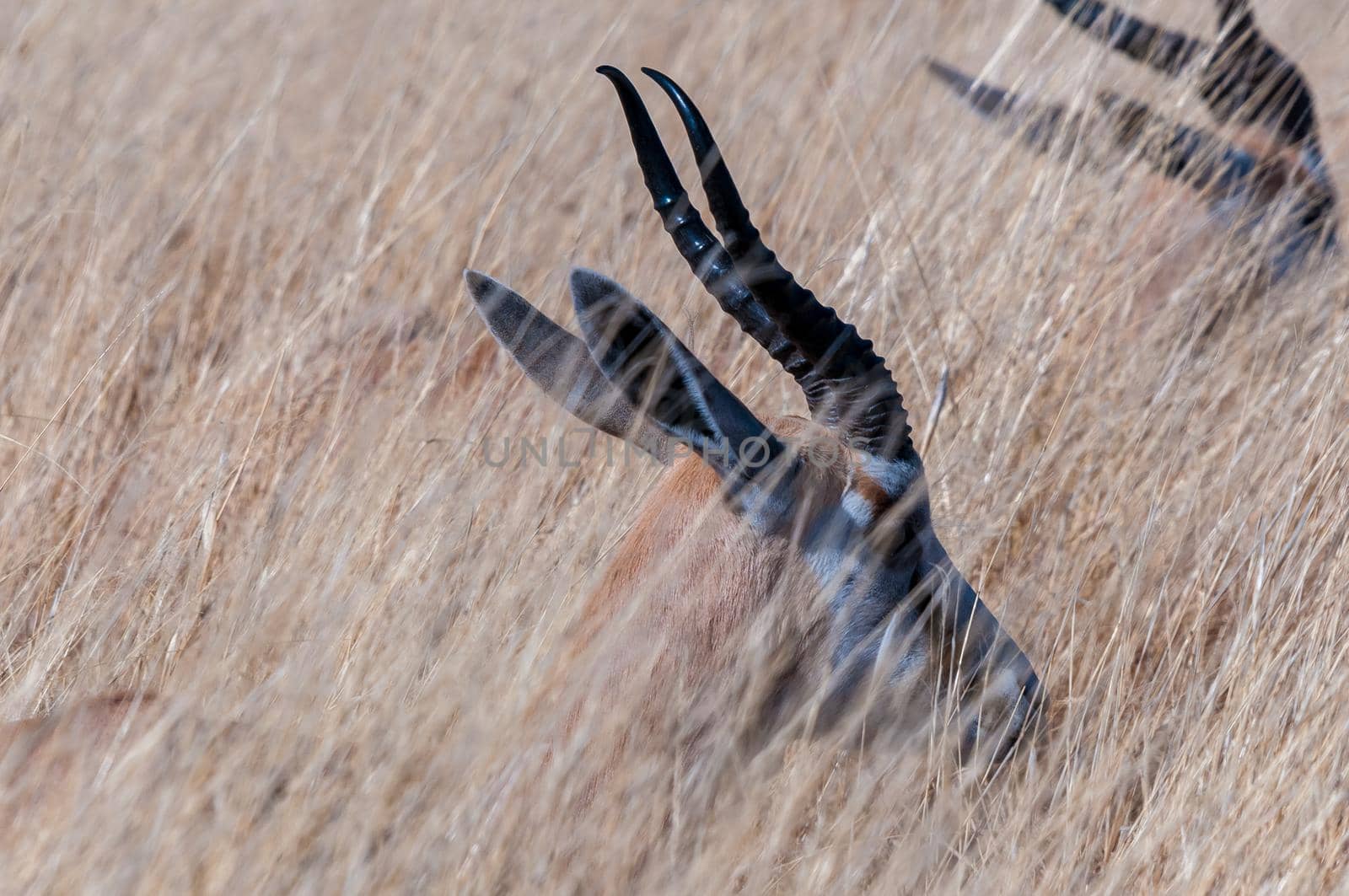 Springbok, Antidorcas marsupialis, lying in grass in northern Namibia