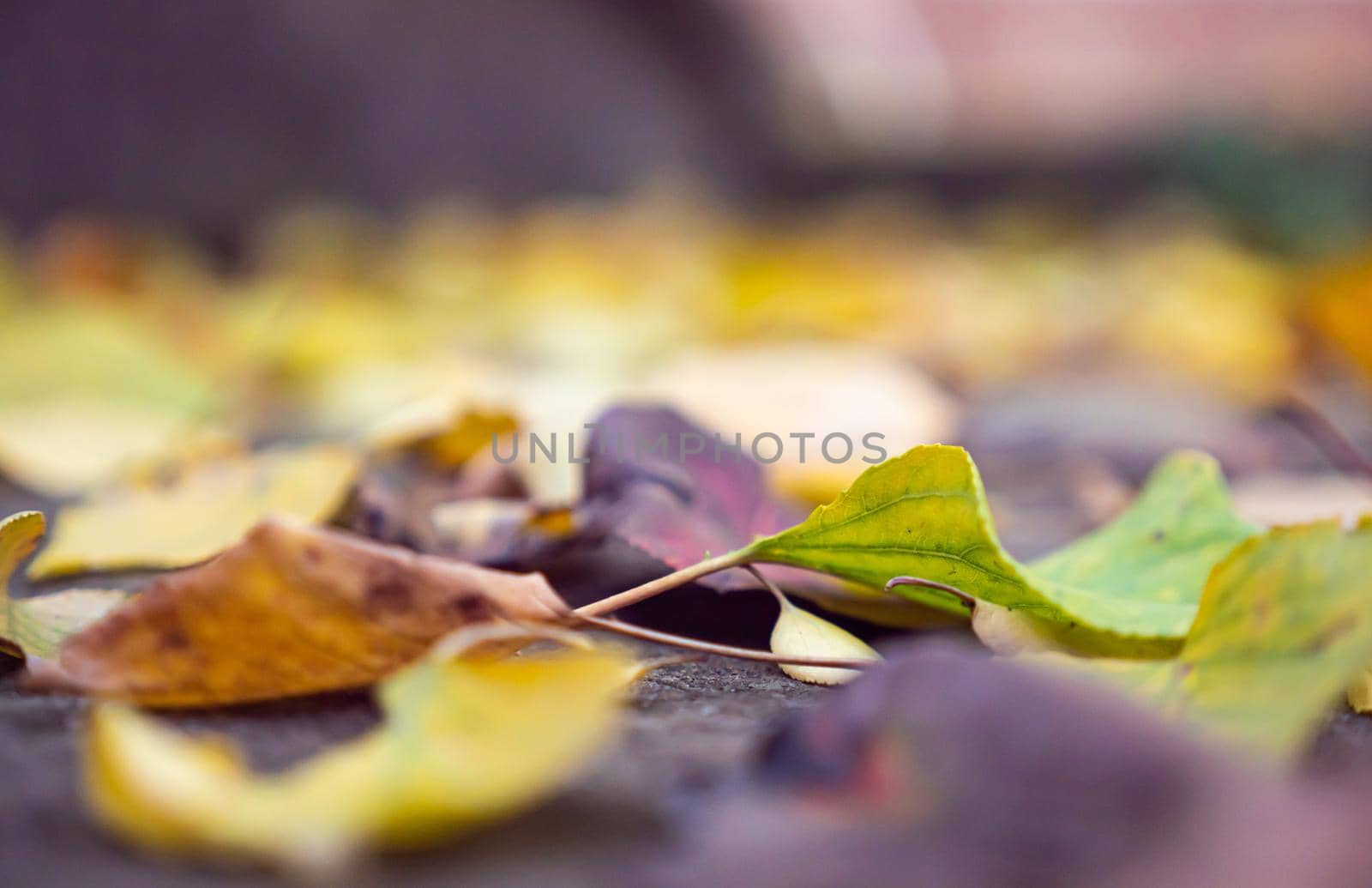 autumn leaves on the ground macro by alex_nako