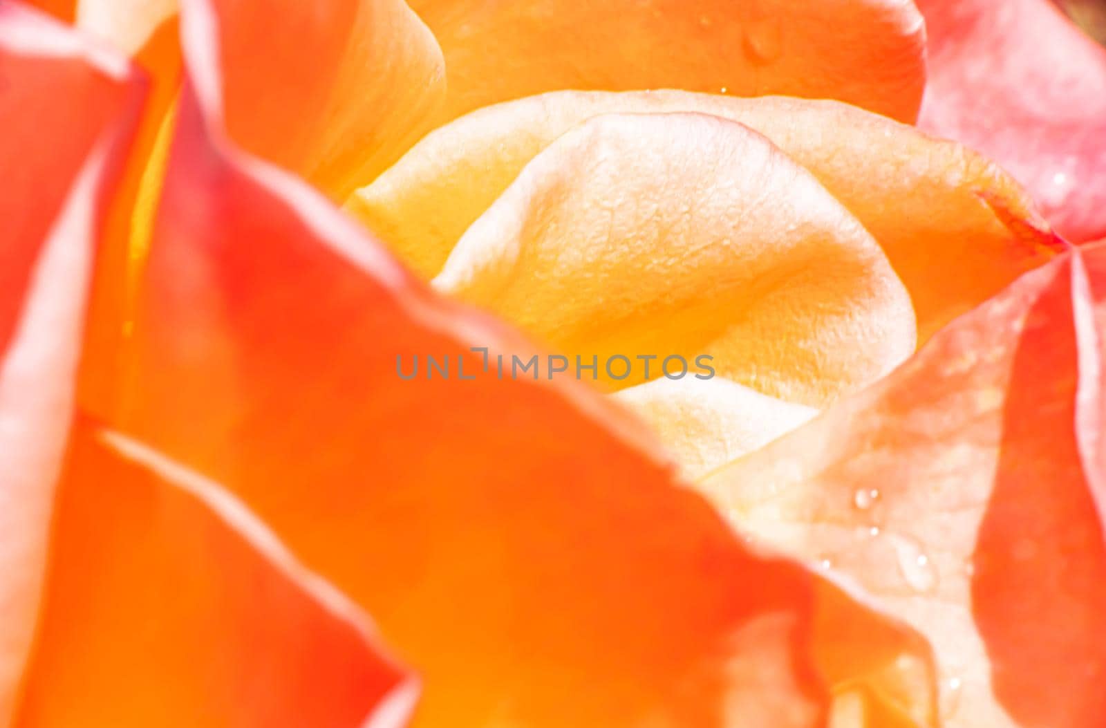 orange roses in the garden with raindrops close up