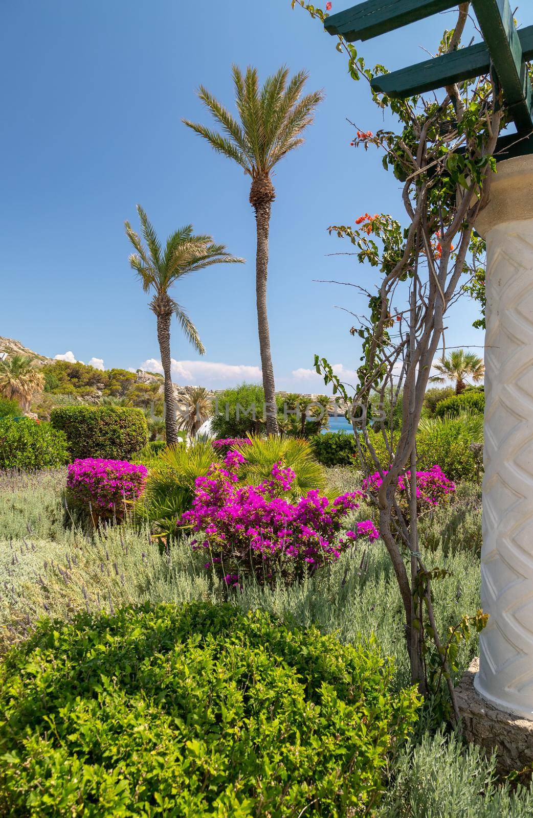 Garden with palm trees, purple flowers and green plants at Kallithea Therms, Kallithea Spring on Rhodes island, Greece by reinerc