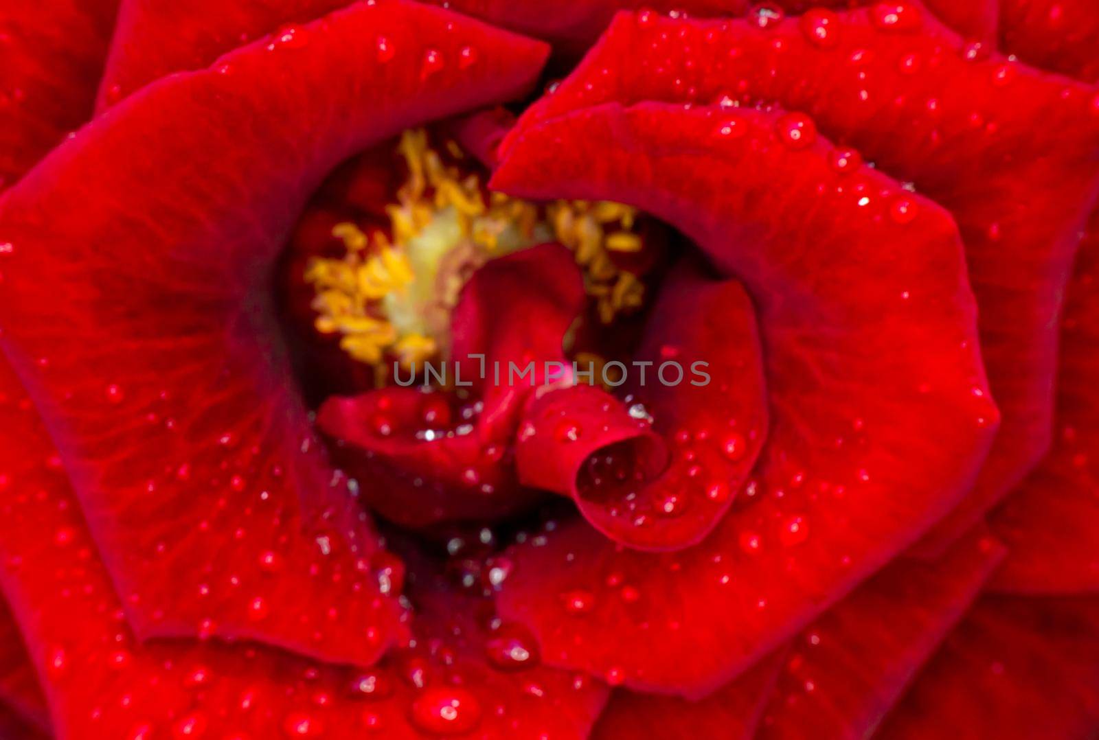 red rose in garden raindrops, close up macro