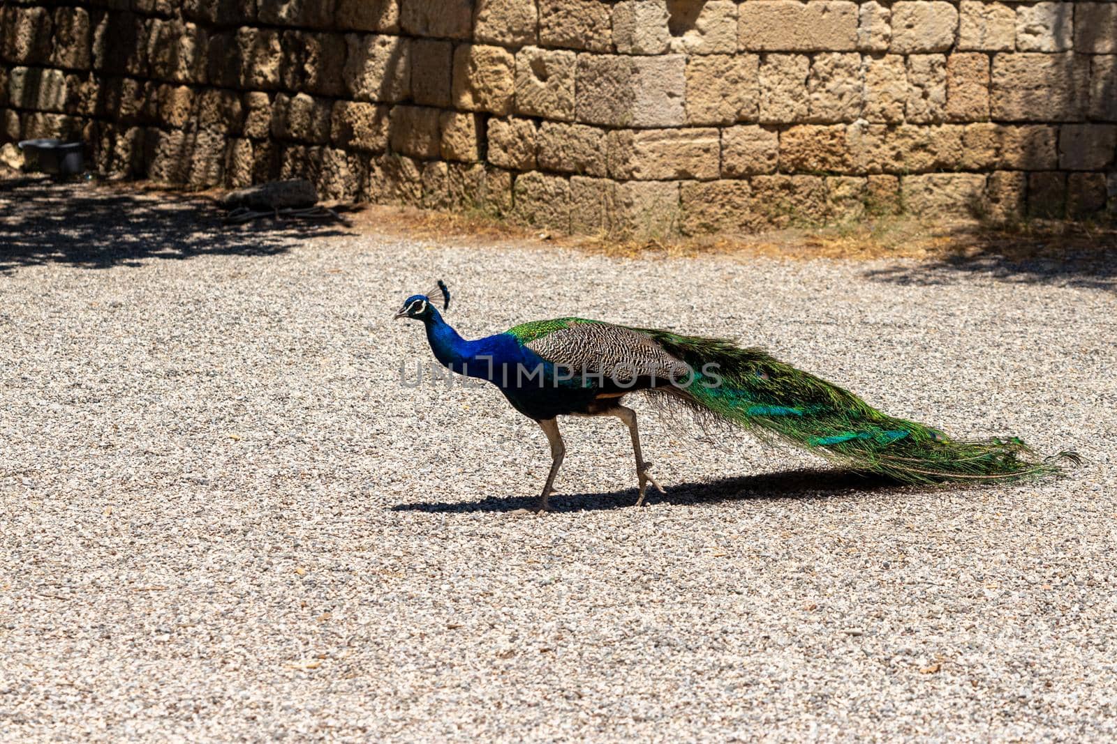 Male peacock on the hill Filerimos southwest of the capital Rhodes on Greek island Rhodes