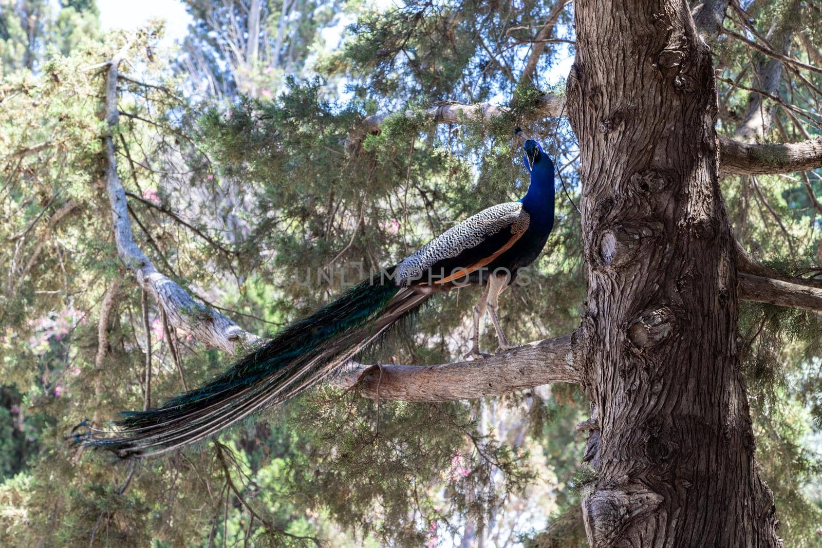 Male peacock on the hill Filerimos on Greek island Rhodes by reinerc