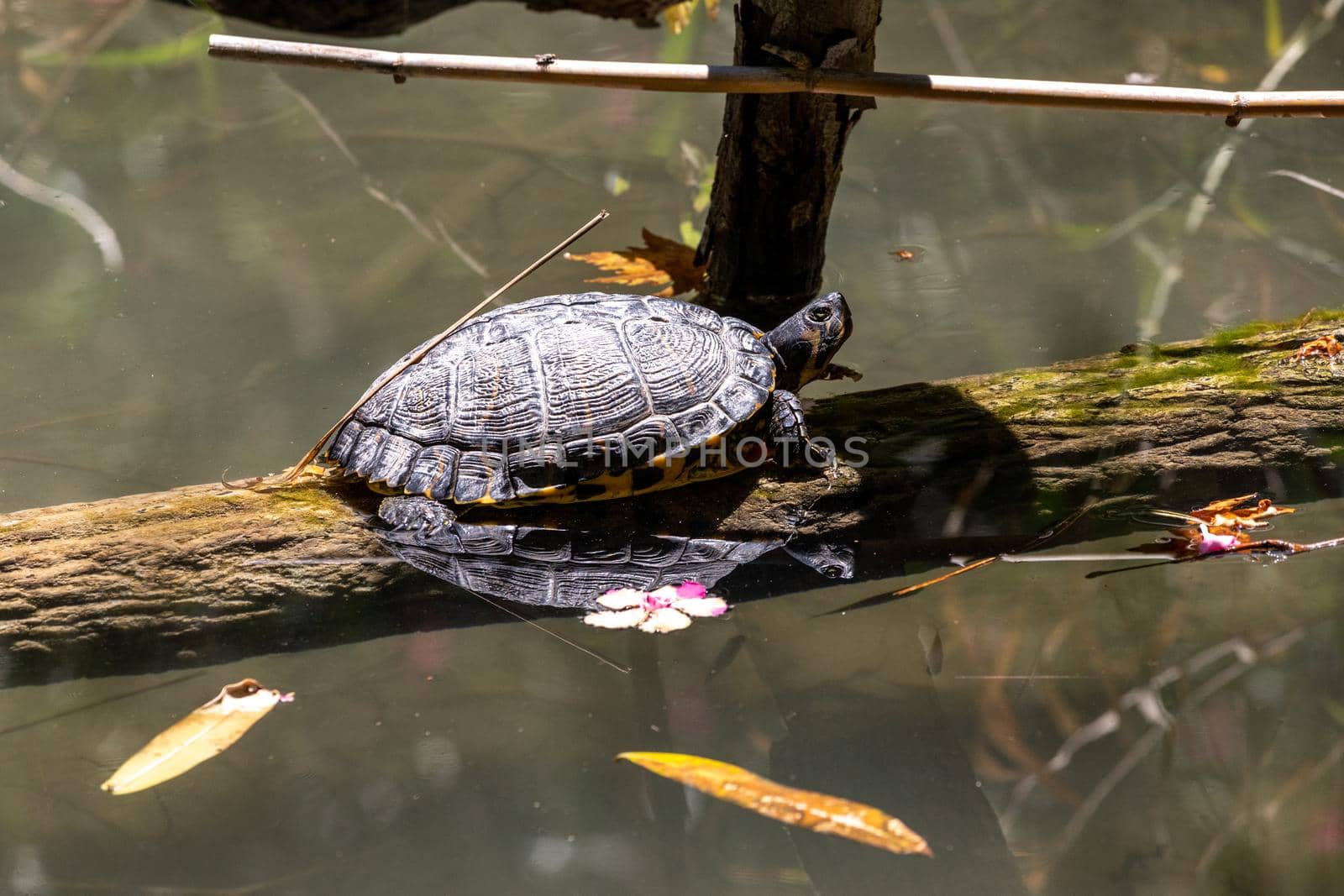 Turtle on a branch in a small lake in Rodini park on the outskirts of Rhodes town on Greek island Rhodes  by reinerc