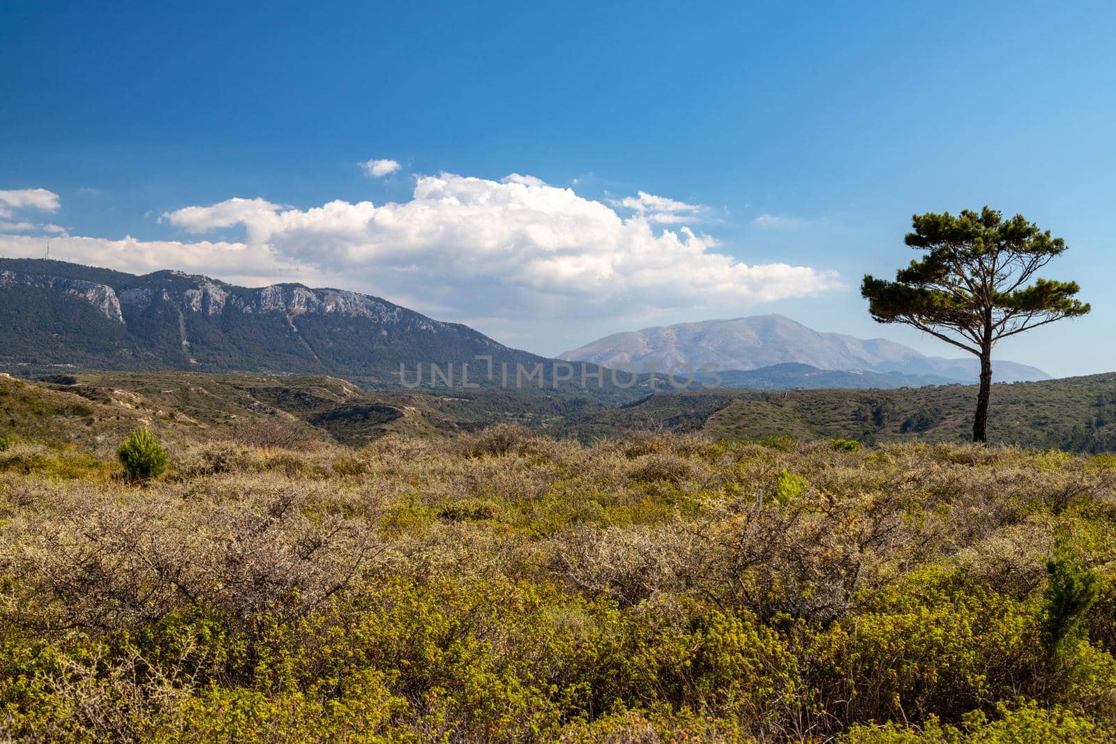 View at landscape on the westside of Greek island Rhodes with green vegetation in the foreground, lonely tree and mountain range in the background by reinerc