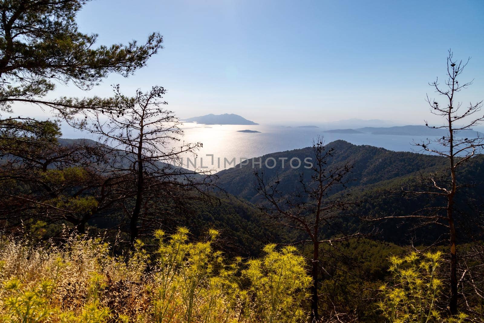 Backlight image from the westcoast near Kritina of Rhodes island with yellow plants, trees and forest in the foreground and the aegaen sea with small islands in the background