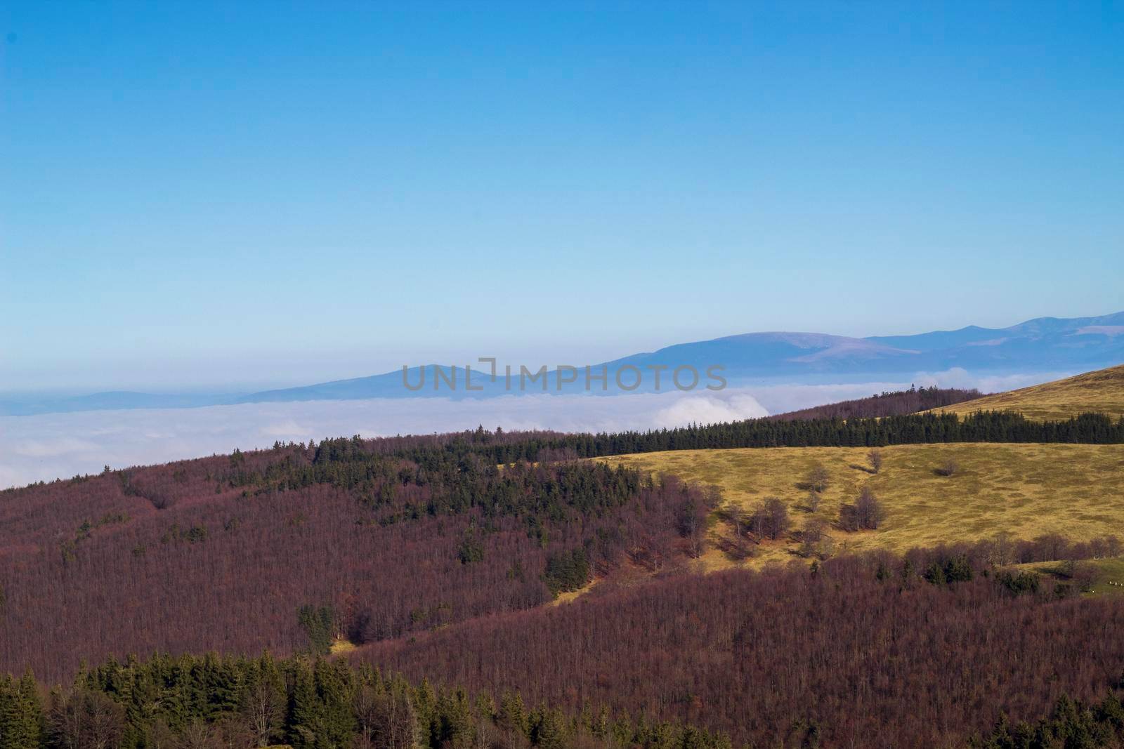 A beautiful and colorful forest seen from the top of the mountain