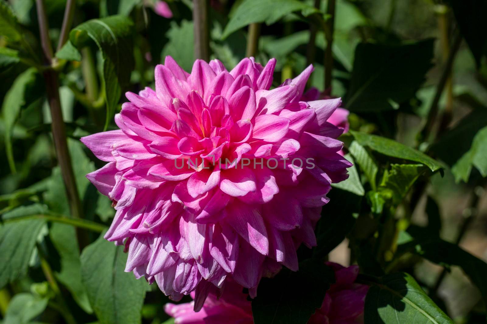 A beautiful pink Dalia flower by bybyphotography