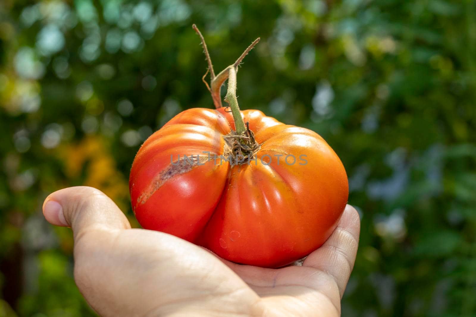 A beautiful tomato picked from the garden ready to be cooked by bybyphotography