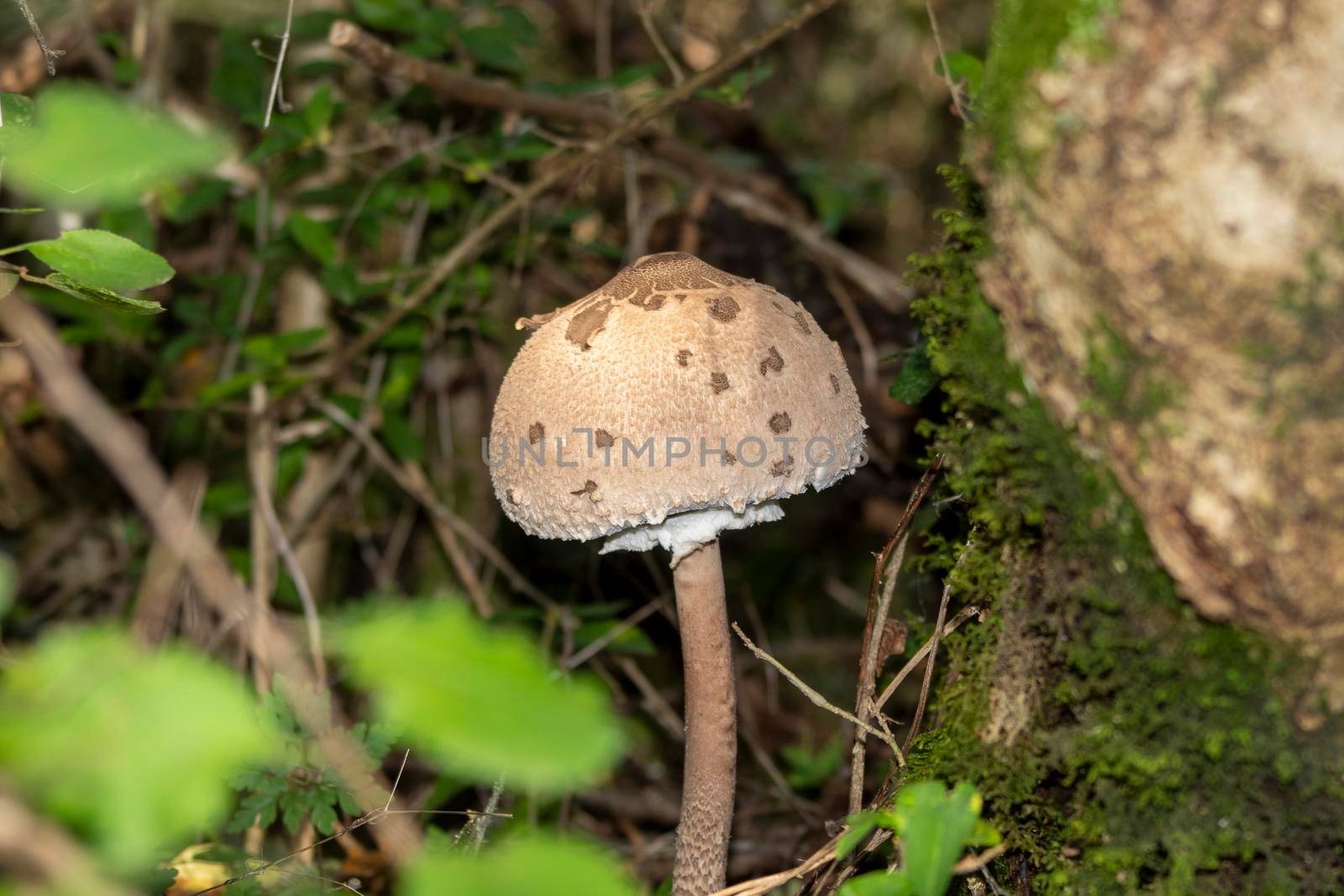 A brown mushroom near the mosses of trees