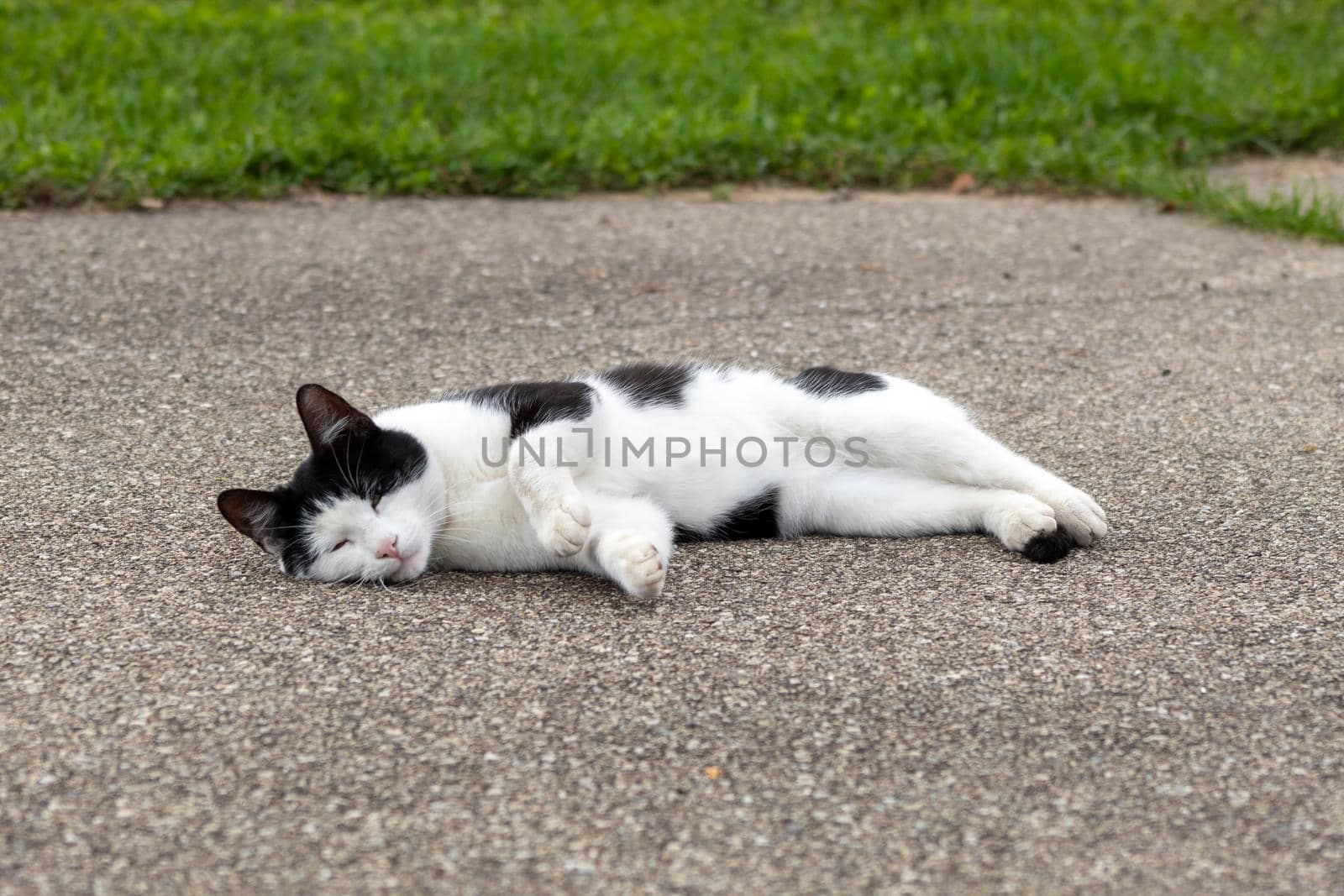 A cat sitting on the ground by bybyphotography