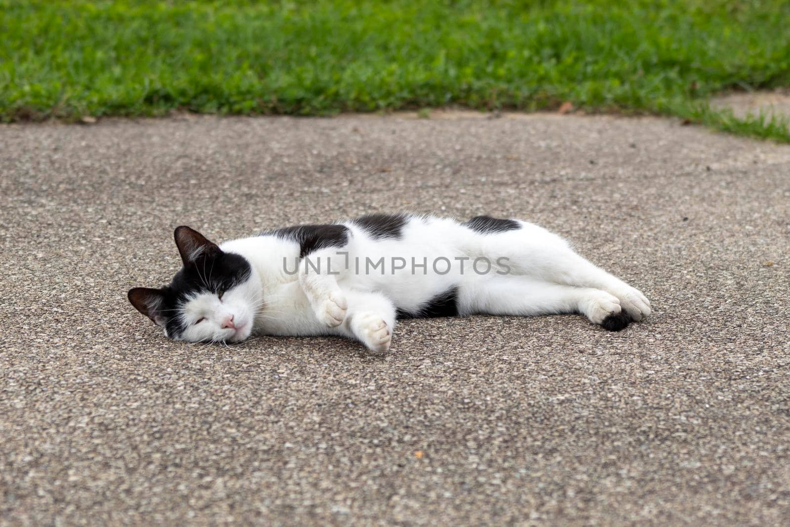 A cat sitting on the ground