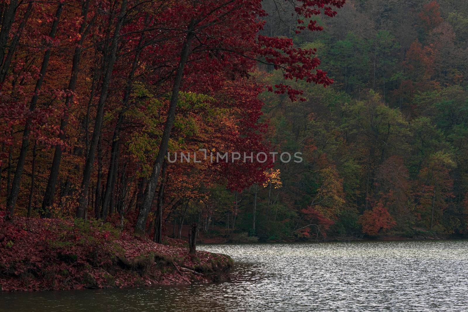 A colorful forest together with the lake that surrounds it, in the beautiful autumn