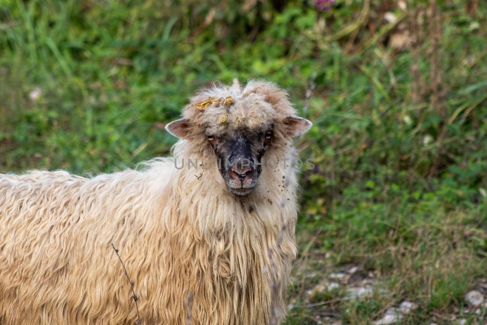 A country sheep with a black face