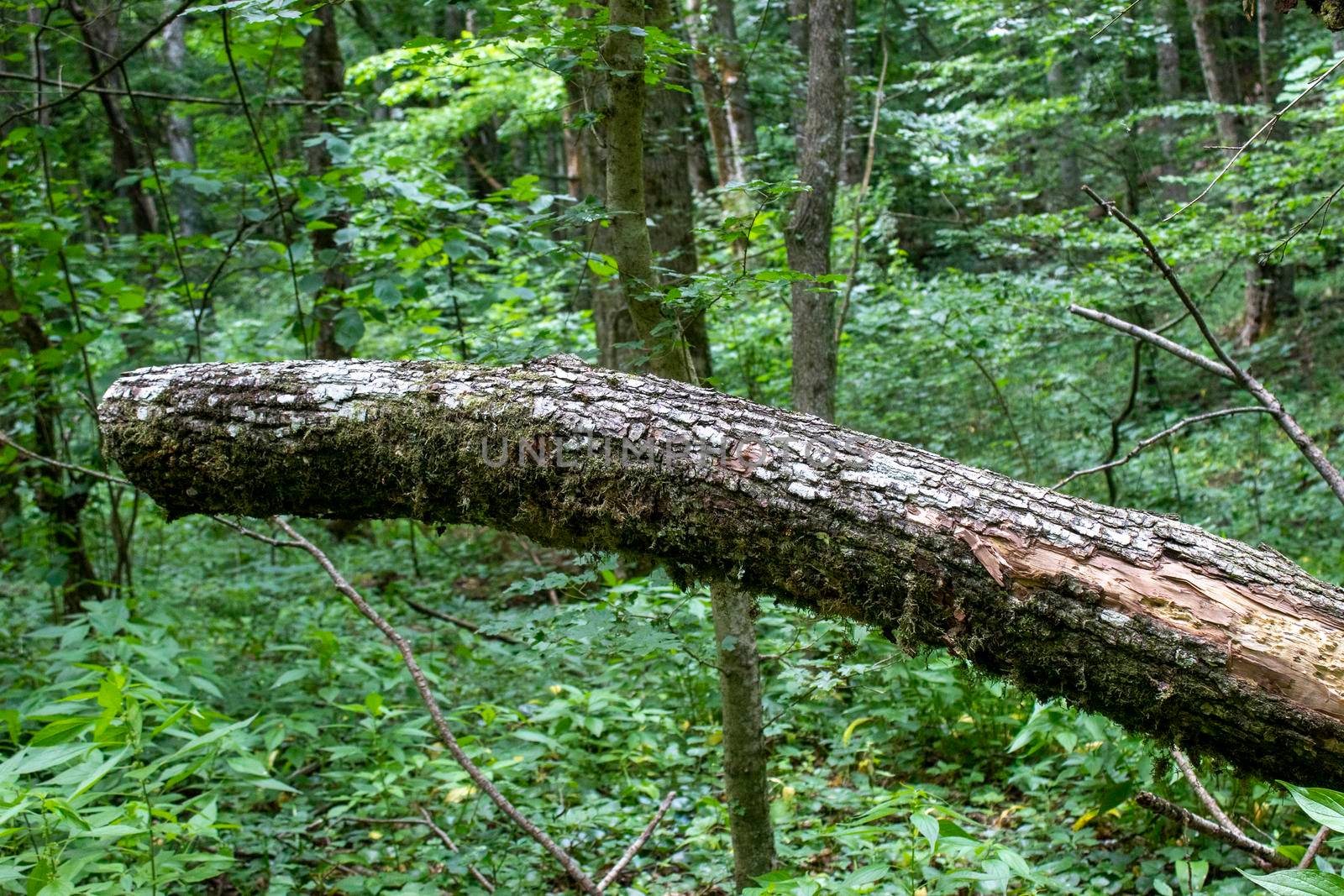 A fallen tree, left in the air