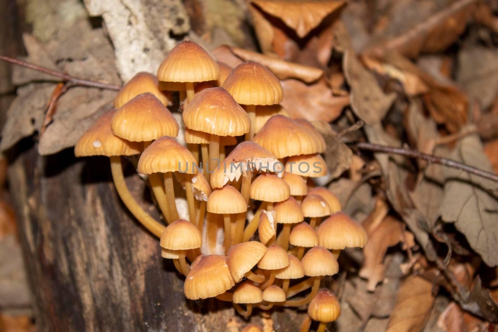 A family of mushrooms sitting on the roots of a tree by bybyphotography