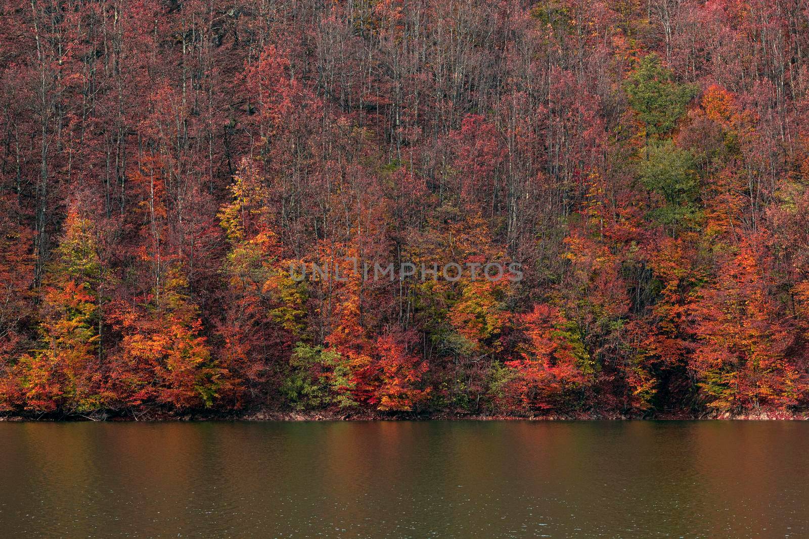 A forest with strong autumn colors near a lake