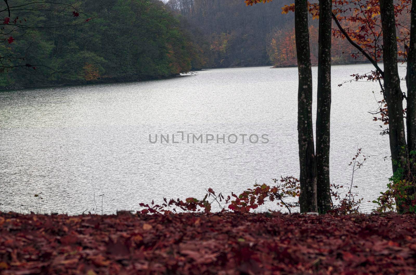 A frozen lake inside a forest by bybyphotography