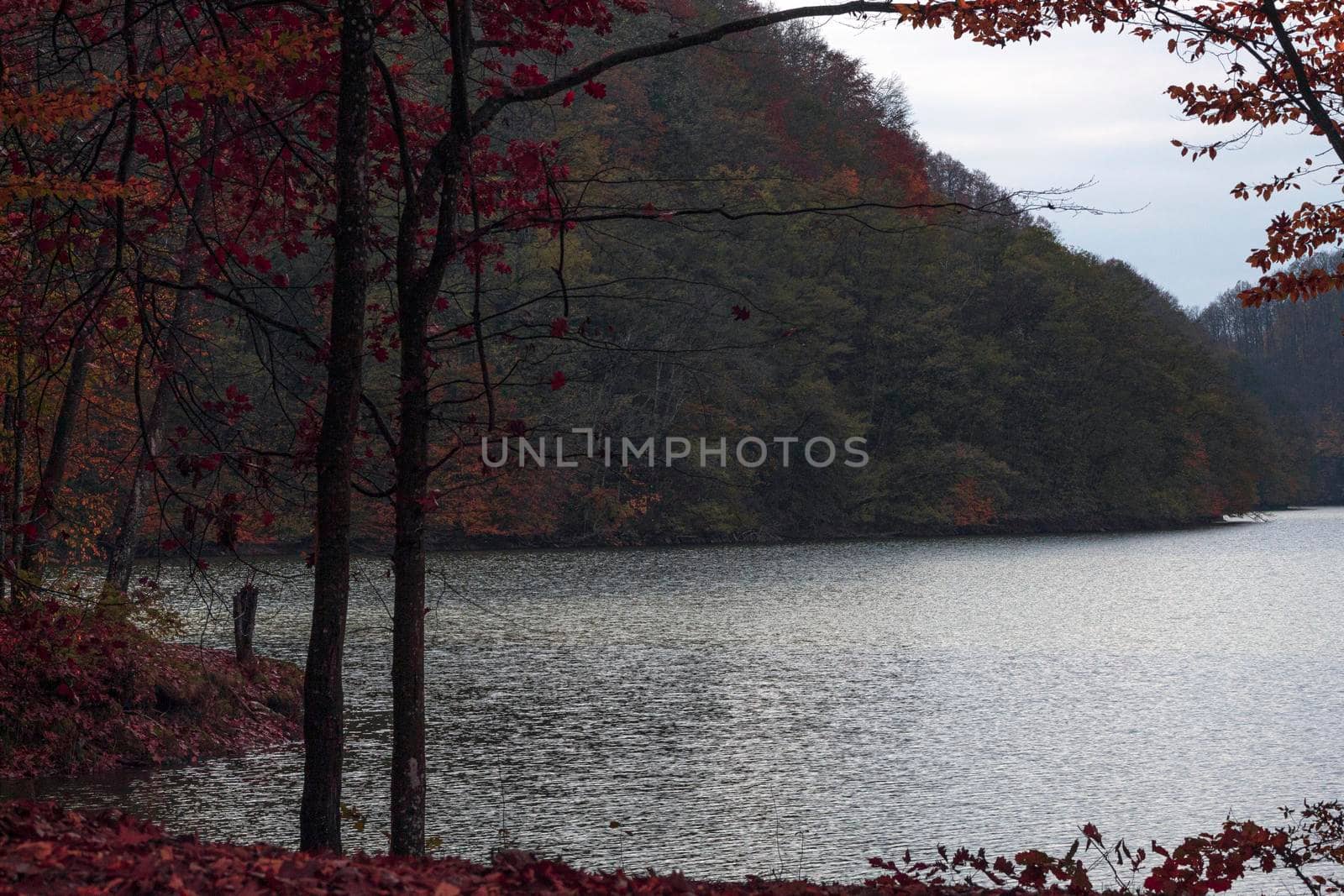 A frozen lake near the forest