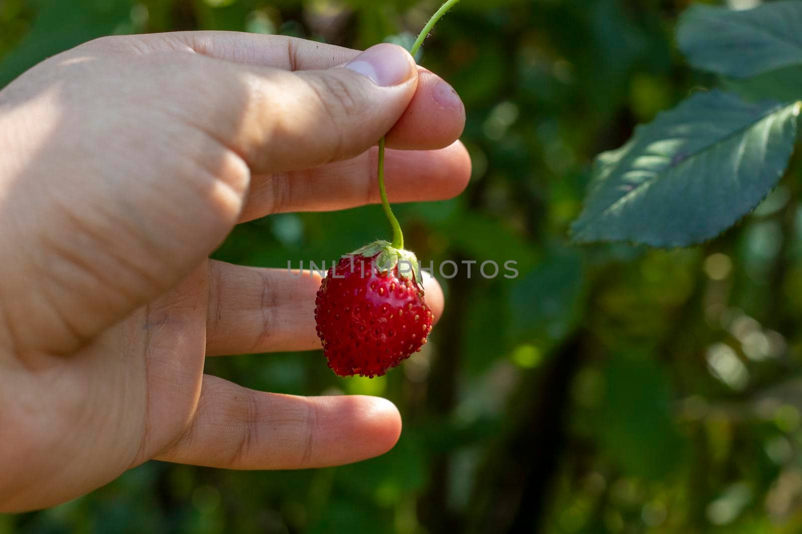 A healthy strawberry, with bright background